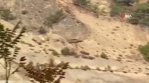 - Geyik sürüsü yerleşim alanı yakınlarında görüntülendi - Geyik sürüsü yerleşim alanı yakınlarında görüntülendi