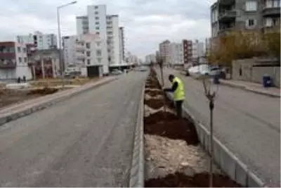 Kahta'da yeşillendirme çalışmaları devam ediyor Kahta'da yeşillendirme çalışmaları devam ediyor