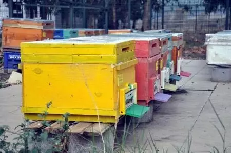 'Kuraklık bal üretimini yüzde 40 azalttı' 'Kuraklık bal üretimini yüzde 40 azalttı'