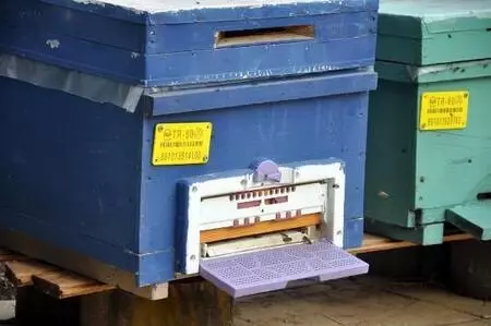 'Kuraklık bal üretimini yüzde 40 azalttı' 'Kuraklık bal üretimini yüzde 40 azalttı'