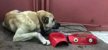 Motosiklet arkasında sürüklenen köpeğin tedavisi ceza infaz kurumunda yapılacak Motosiklet arkasında sürüklenen köpeğin tedavisi ceza infaz kurumunda yapılacak