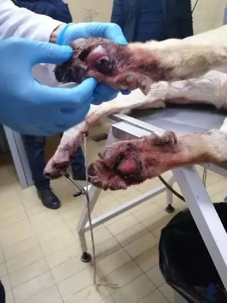 Motosiklet arkasında sürüklenen köpeğin tedavisi ceza infaz kurumunda yapılacak Motosiklet arkasında sürüklenen köpeğin tedavisi ceza infaz kurumunda yapılacak
