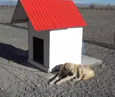 Motosiklet arkasında sürüklenen köpeğin tedavisi ceza infaz kurumunda yapılacak Motosiklet arkasında sürüklenen köpeğin tedavisi ceza infaz kurumunda yapılacak