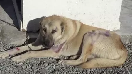 Motosiklet arkasında sürüklenen köpeğin tedavisi ceza infaz kurumunda yapılacak Motosiklet arkasında sürüklenen köpeğin tedavisi ceza infaz kurumunda yapılacak