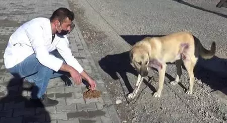 Motosiklet arkasında sürüklenen köpeğin tedavisi ceza infaz kurumunda yapılacak Motosiklet arkasında sürüklenen köpeğin tedavisi ceza infaz kurumunda yapılacak