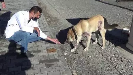 Motosiklet arkasında sürüklenen köpeğin tedavisi ceza infaz kurumunda yapılacak Motosiklet arkasında sürüklenen köpeğin tedavisi ceza infaz kurumunda yapılacak