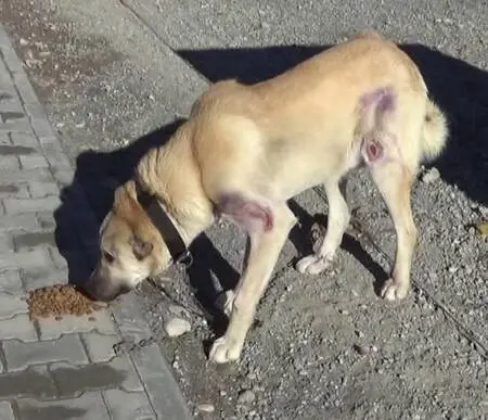 Motosiklet arkasında sürüklenen köpeğin tedavisi ceza infaz kurumunda yapılacak Motosiklet arkasında sürüklenen köpeğin tedavisi ceza infaz kurumunda yapılacak