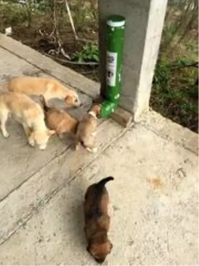 Sokak hayvanları unutulmadı Sokak hayvanları unutulmadı