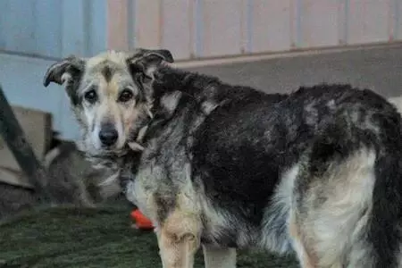 Tiner dökülerek yakılan köpek yaşama tutundu Tiner dökülerek yakılan köpek yaşama tutundu