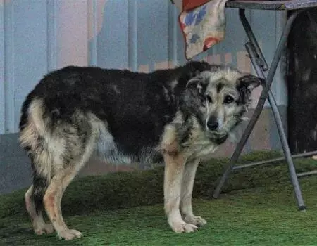Tiner dökülerek yakılan köpek yaşama tutundu Tiner dökülerek yakılan köpek yaşama tutundu