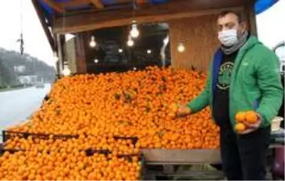 Vitamin deposu Derepazarı mandalinası tezgahları süslüyor Vitamin deposu Derepazarı mandalinası tezgahları süslüyor