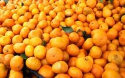 Vitamin deposu Derepazarı mandalinası tezgahları süslüyor Vitamin deposu Derepazarı mandalinası tezgahları süslüyor