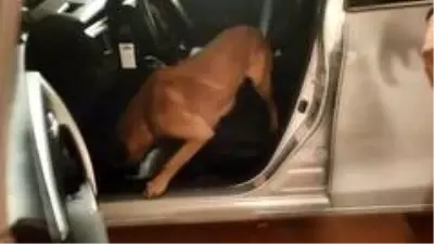 Vites kutusuna saklanan uyuşturucuları narkotik köpeği Galya böyle buldu Vites kutusuna saklanan uyuşturucuları narkotik köpeği Galya böyle buldu