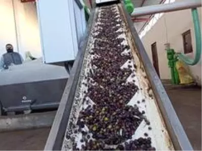 Zeytin bahçeleri tarıma dayalı sanayiyi geliştiriyor Zeytin bahçeleri tarıma dayalı sanayiyi geliştiriyor