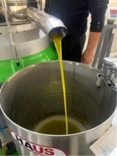 Zeytin bahçeleri tarıma dayalı sanayiyi geliştiriyor Zeytin bahçeleri tarıma dayalı sanayiyi geliştiriyor