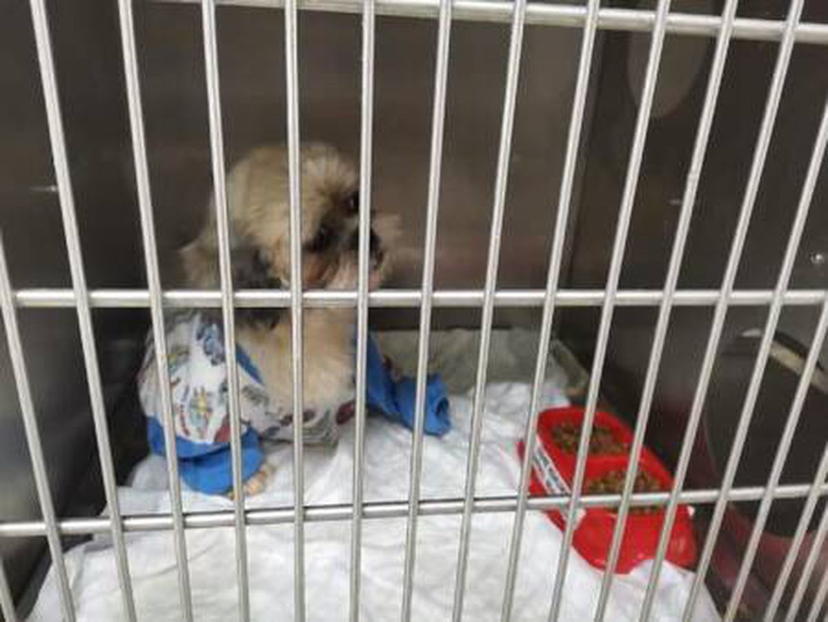Ankara'da bodrumda bulunan köpeklerin ses tellerinin kesildiği raporla kesinleşti