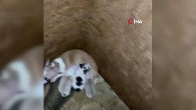 Baskent Teki Ses Telleri Kesilen Kopekler Ile Ilgili Rapor Yayimlandi Haberler
