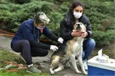 Esenyurt Belediyesi'nden sokak hayvanlarına kuduz aşısı