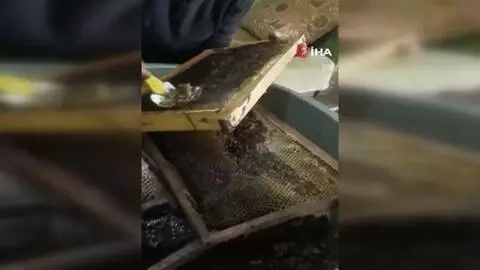 Hatay'ın şifa kaynağı: Püren balı Hatay'ın şifa kaynağı: Püren balı