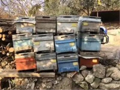 - Hatay'ın şifa kaynağı: 'Püren balı' - Hatay'ın şifa kaynağı: 'Püren balı'