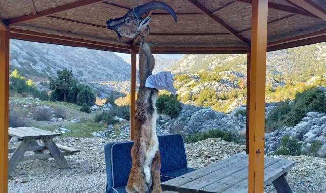 Kaçak geyik avcılarını ihbar eden muhtara, kafası kesilip derisi yüzülmüş dağ keçisi üzerinden tehdit