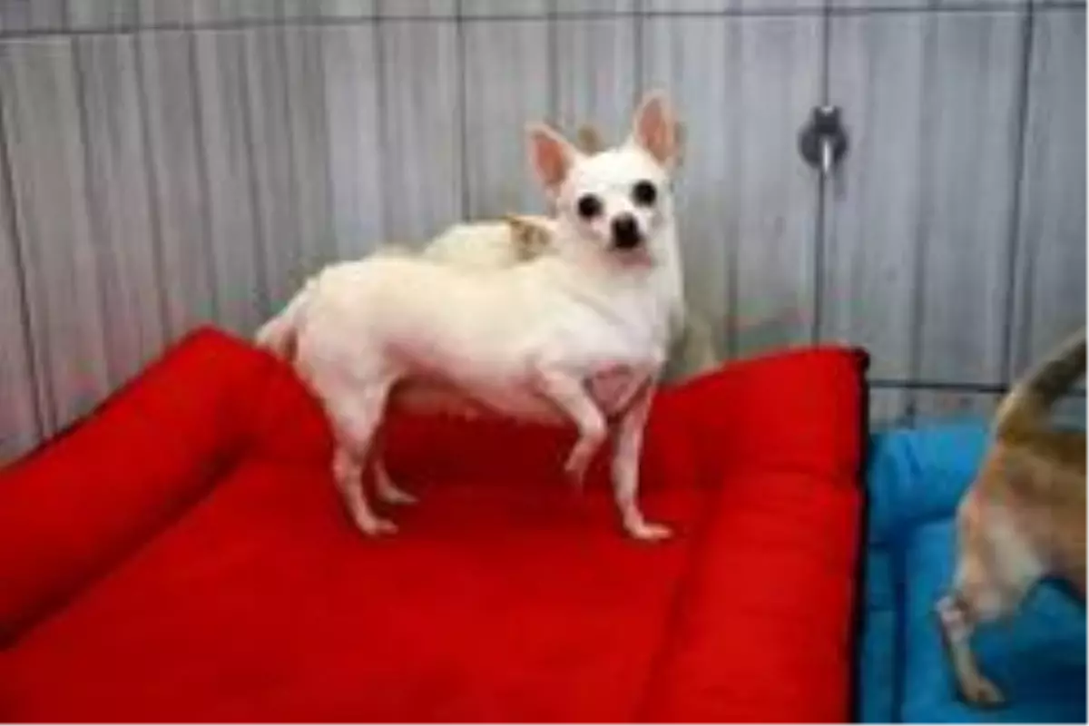 Keçiören'deki sevimli köpeklerin minder keyfi