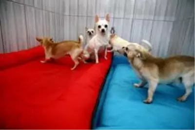 Keçiören'deki sevimli köpeklerin minder keyfi Keçiören'deki sevimli köpeklerin minder keyfi