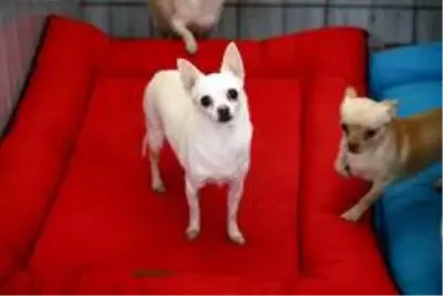Keçiören'deki sevimli köpeklerin minder keyfi Keçiören'deki sevimli köpeklerin minder keyfi