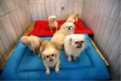 Keçiören'deki sevimli köpeklerin minder keyfi Keçiören'deki sevimli köpeklerin minder keyfi
