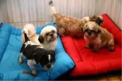 Keçiören'deki sevimli köpeklerin minder keyfi Keçiören'deki sevimli köpeklerin minder keyfi