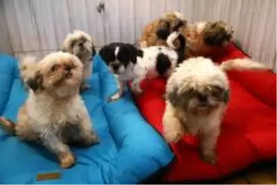 Keçiören'deki sevimli köpeklerin minder keyfi Keçiören'deki sevimli köpeklerin minder keyfi