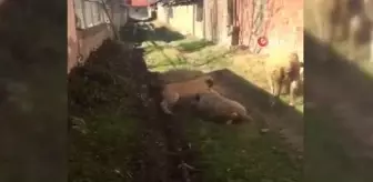 Köpeği koyuna saldırttı, videoya çekip yayınladı