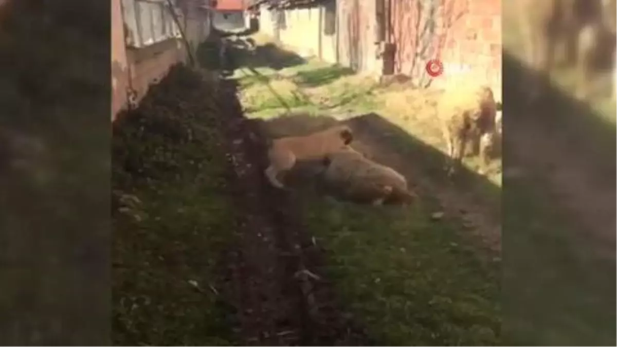 Köpeği koyuna saldırttı, videoya çekip yayınladı