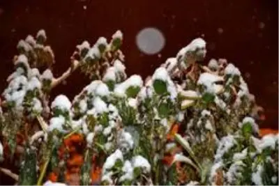 - Şırnak'ta kar nedeni ile 18 köy yolu ulaşıma kapandı - Şırnak'ta kar nedeni ile 18 köy yolu ulaşıma kapandı