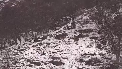 Yaban keçileri karla kaplı Munzur Vadisi Milli Parkı'na güzellik katıyor Yaban keçileri karla kaplı Munzur Vadisi Milli Parkı'na güzellik katıyor