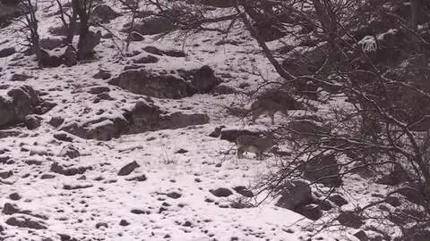 Yaban keçileri karla kaplı Munzur Vadisi Milli Parkı'na güzellik katıyor Yaban keçileri karla kaplı Munzur Vadisi Milli Parkı'na güzellik katıyor