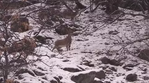 Yaban keçileri karla kaplı Munzur Vadisi Milli Parkı'na güzellik katıyor Yaban keçileri karla kaplı Munzur Vadisi Milli Parkı'na güzellik katıyor