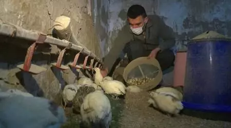 Yumurtalarını kardeşine yedirmek için aldığı 8 bıldırcınla çiftlik kurdu