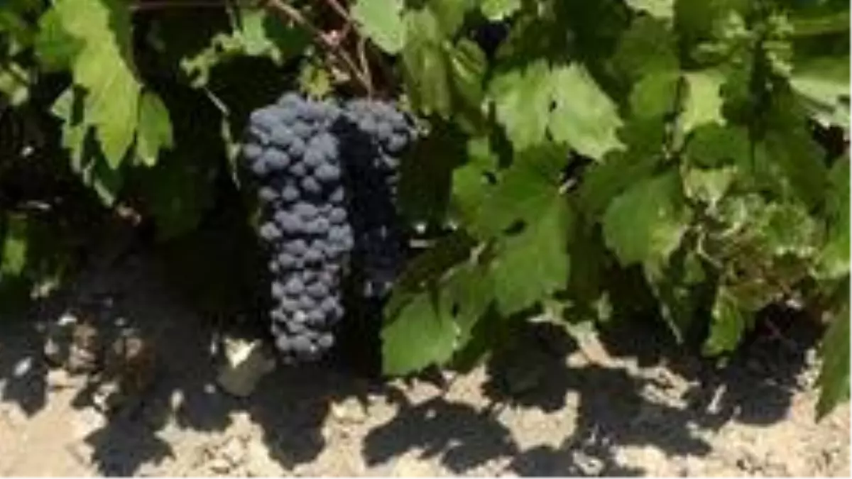 Erciş üzümü tescillendi