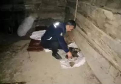 Kahraman itfaiyeciler alevlerin arasında kalan 8 yavru ve anne köpeği kurtardı Kahraman itfaiyeciler alevlerin arasında kalan 8 yavru ve anne köpeği kurtardı