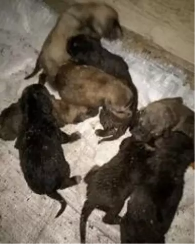 Kahraman itfaiyeciler alevlerin arasında kalan 8 yavru ve anne köpeği kurtardı Kahraman itfaiyeciler alevlerin arasında kalan 8 yavru ve anne köpeği kurtardı