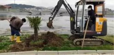 Karacabey'de binlerce fidan toprakla buluşuyor Karacabey'de binlerce fidan toprakla buluşuyor