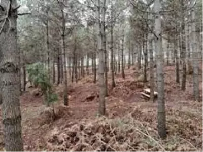 Kemerburgaz Kent Ormanı'nda renk cümbüşü Kemerburgaz Kent Ormanı'nda renk cümbüşü