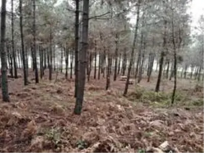 Kemerburgaz Kent Ormanı'nda renk cümbüşü Kemerburgaz Kent Ormanı'nda renk cümbüşü