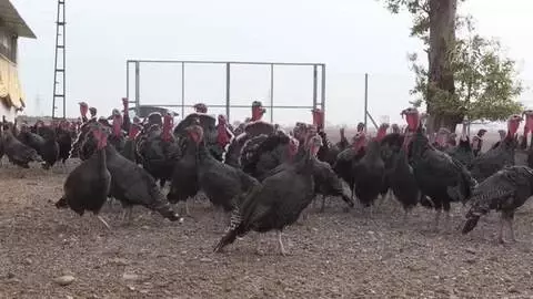 Son dakika haberleri | Üniversite kampüsünde yetiştirilen hindiler yılbaşı sofraları için hazır Son dakika haberleri | Üniversite kampüsünde yetiştirilen hindiler yılbaşı sofraları için hazır