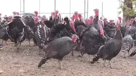 Son dakika haberleri | Üniversite kampüsünde yetiştirilen hindiler yılbaşı sofraları için hazır Son dakika haberleri | Üniversite kampüsünde yetiştirilen hindiler yılbaşı sofraları için hazır