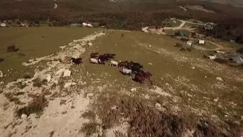Yılkı atları havadan görüntülendi Yılkı atları havadan görüntülendi
