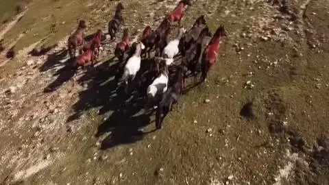Yılkı atları havadan görüntülendi Yılkı atları havadan görüntülendi