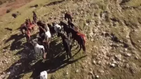 Yılkı atları havadan görüntülendi Yılkı atları havadan görüntülendi
