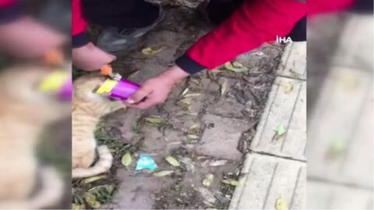 Burdur'da başı mama kutusuna sıkışan kedi kurtarıldı